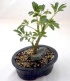 Hawaiian Ubmbrella Bonsai.jpg Hawaiian Ubmbrella Bonsai.jpg